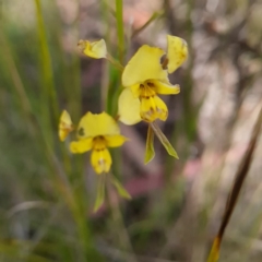 Diuris nigromontana at Bruce, ACT - 17 Oct 2023