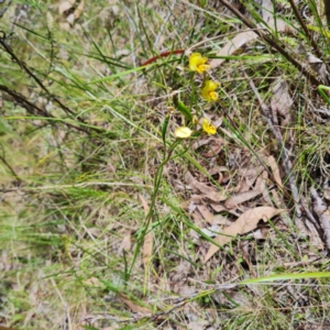 Diuris nigromontana at Bruce, ACT - suppressed