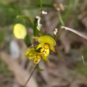 Diuris nigromontana at Bruce, ACT - suppressed