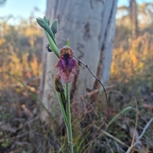 Calochilus platychilus at Bungendore, NSW - 17 Oct 2023