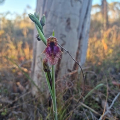 Calochilus platychilus (Purple Beard Orchid) at Bungendore, NSW - 17 Oct 2023 by clarehoneydove