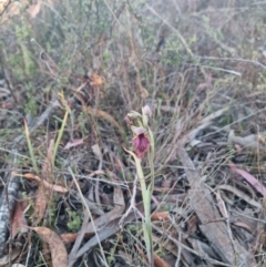 Calochilus platychilus at Bungendore, NSW - 17 Oct 2023