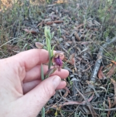 Calochilus platychilus at Bungendore, NSW - 17 Oct 2023