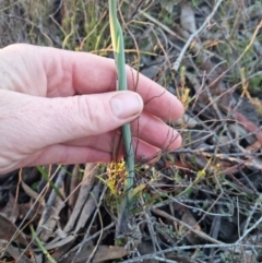 Calochilus platychilus at Bungendore, NSW - 17 Oct 2023