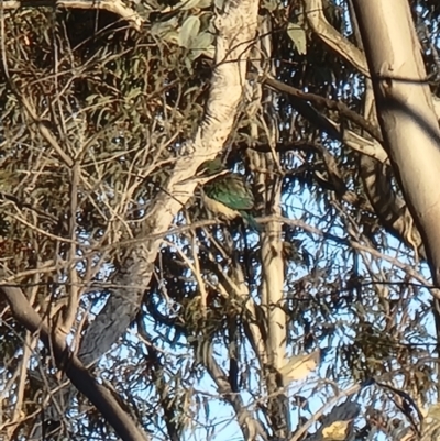 Todiramphus sanctus (Sacred Kingfisher) at Kaleen, ACT - 17 Oct 2023 by MattYoung