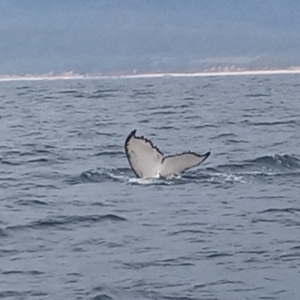 Megaptera novaeangliae at Merimbula, NSW - 12 Oct 2023