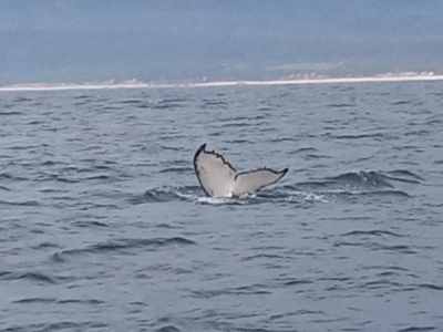 Megaptera novaeangliae (Humpback Whale) at Merimbula, NSW - 12 Oct 2023 by michaelb