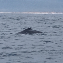 Megaptera novaeangliae at Merimbula, NSW - 12 Oct 2023