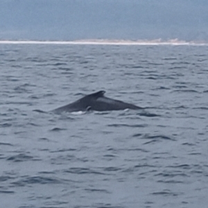 Megaptera novaeangliae at Merimbula, NSW - 12 Oct 2023 11:01 AM
