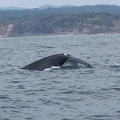 Megaptera novaeangliae at Merimbula, NSW - 12 Oct 2023