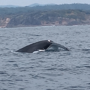 Megaptera novaeangliae at Merimbula, NSW - 12 Oct 2023 11:01 AM