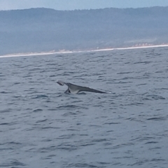 Megaptera novaeangliae at Merimbula, NSW - 12 Oct 2023