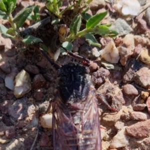 Pauropsalta mneme at Bungendore, NSW - suppressed