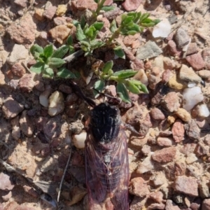 Pauropsalta mneme at Bungendore, NSW - suppressed