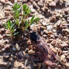 Pauropsalta mneme at Bungendore, NSW - suppressed