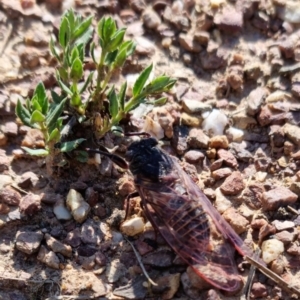 Pauropsalta mneme at Bungendore, NSW - 17 Oct 2023