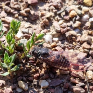 Pauropsalta mneme at Bungendore, NSW - suppressed