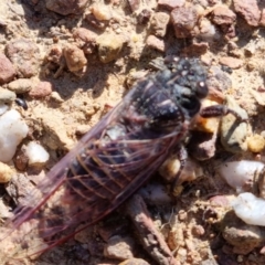 Pauropsalta mneme at Bungendore, NSW - 17 Oct 2023