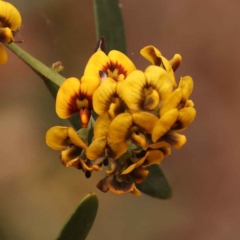 Daviesia mimosoides subsp. mimosoides at O'Connor, ACT - 15 Oct 2023 by ConBoekel