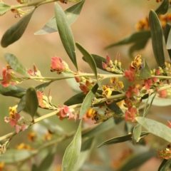 Daviesia mimosoides subsp. mimosoides at O'Connor, ACT - 15 Oct 2023 11:28 AM