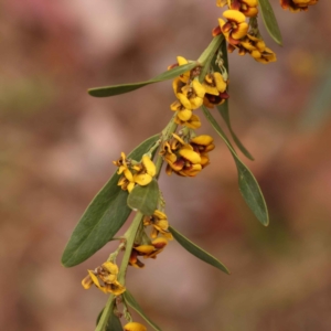 Daviesia mimosoides subsp. mimosoides at O'Connor, ACT - 15 Oct 2023 11:28 AM