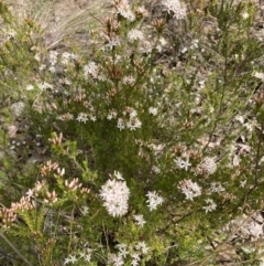 Calytrix tetragona (Common Fringe-myrtle) at Canberra Central, ACT - 16 Oct 2023 by Jenny54