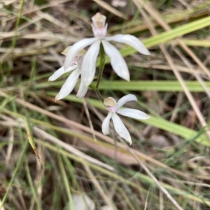 Caladenia moschata at Canberra Central, ACT - 17 Oct 2023