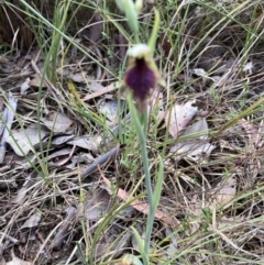 Calochilus platychilus (Purple Beard Orchid) at Black Mountain - 16 Oct 2023 by Jenny54