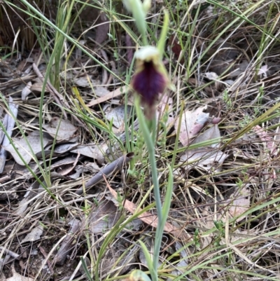 Calochilus platychilus (Purple Beard Orchid) at Canberra Central, ACT - 17 Oct 2023 by Jenny54