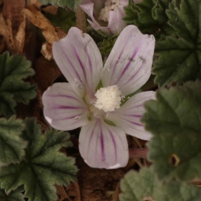 Malva neglecta (Dwarf Mallow) at Sullivans Creek, Turner - 15 Oct 2023 by ConBoekel