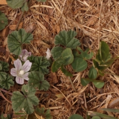 Malva neglecta at Turner, ACT - 15 Oct 2023