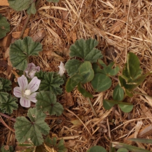 Malva neglecta at Turner, ACT - 15 Oct 2023 11:58 AM