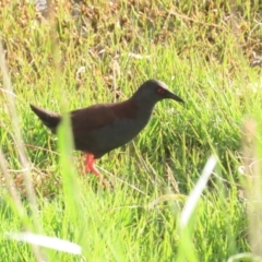 Zapornia tabuensis (Spotless Crake) at Jerrabomberra Wetlands - 15 Oct 2023 by BenW