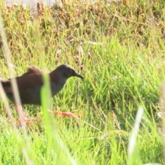 Zapornia tabuensis at Fyshwick, ACT - 15 Oct 2023