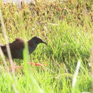 Zapornia tabuensis at Fyshwick, ACT - 15 Oct 2023