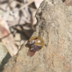 Paropsisterna cloelia at Bungendore, NSW - 17 Oct 2023