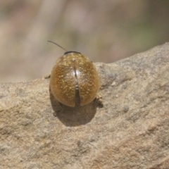 Paropsisterna cloelia at Bungendore, NSW - 17 Oct 2023