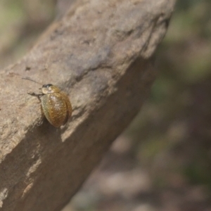 Paropsisterna cloelia at Bungendore, NSW - 17 Oct 2023