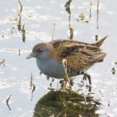 Zapornia pusilla (Baillon's Crake) at Fyshwick, ACT - 15 Oct 2023 by BenW