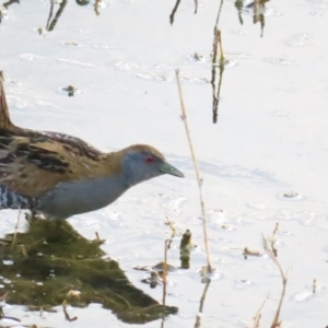 Zapornia pusilla at Fyshwick, ACT - 15 Oct 2023