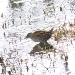 Zapornia pusilla at Fyshwick, ACT - 15 Oct 2023