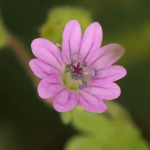 Geranium molle subsp. molle at Turner, ACT - 15 Oct 2023 12:04 PM