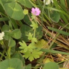 Geranium molle subsp. molle at Turner, ACT - 15 Oct 2023 12:04 PM