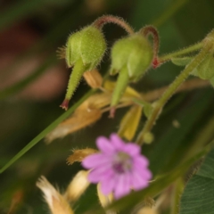 Geranium molle subsp. molle at Turner, ACT - 15 Oct 2023 12:04 PM