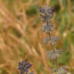 Salvia verbenaca var. verbenaca (Wild Sage) at Turner, ACT - 15 Oct 2023 by ConBoekel