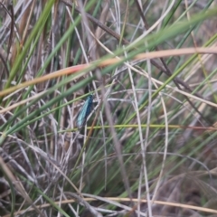 Pollanisus (genus) (A Forester Moth) at Bungendore, NSW - 17 Oct 2023 by clarehoneydove