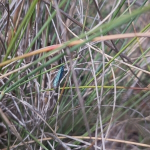 Pollanisus (genus) at Bungendore, NSW - 17 Oct 2023