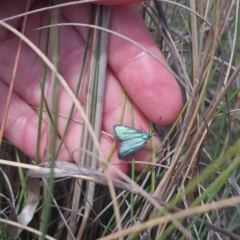 Pollanisus (genus) at Bungendore, NSW - suppressed