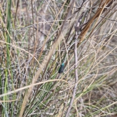 Pollanisus (genus) at Bungendore, NSW - 17 Oct 2023