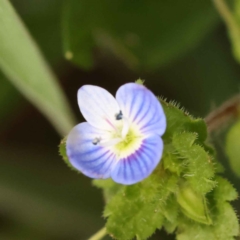 Veronica persica (Creeping Speedwell) at Sullivans Creek, Turner - 15 Oct 2023 by ConBoekel